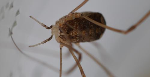 Réf. 347 720 : Nelima sp.